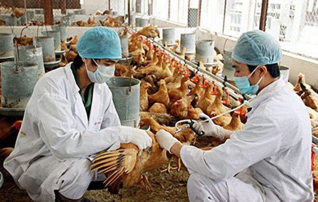 Tăng cường thực hiện các biện pháp phòng, chống cúm gia cầm lây sang người