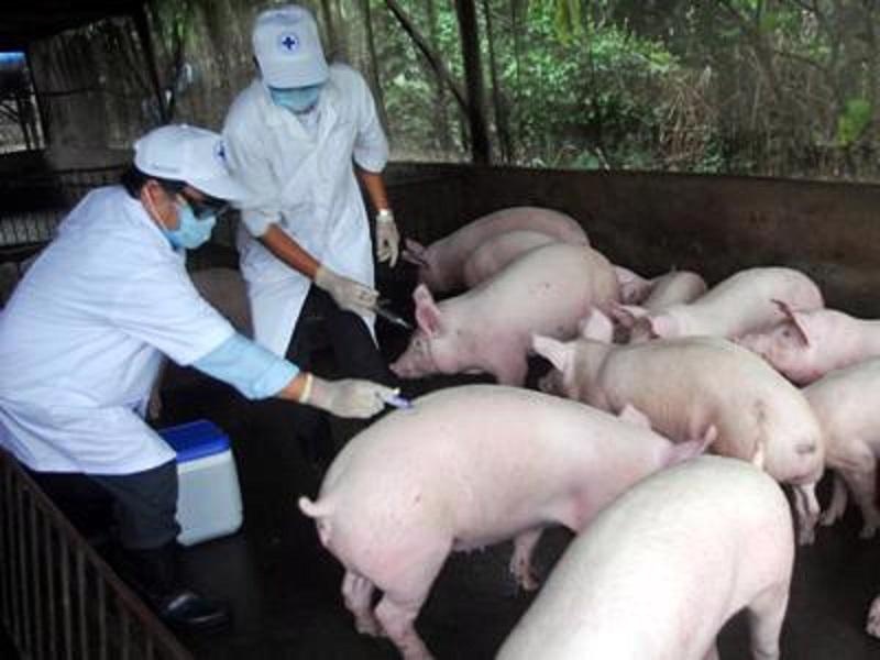 Công điện về việc triển khai quyết liệt, đồng bộ các giải pháp phòng, chống bệnh Dịch tả lợn Châu Phi