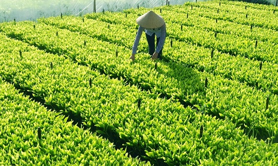 Quyết định về việc cho phép Công ty cổ phần giống cây trồng Miền Nam gia hạn sử dụng 7.636,9m 2 đất tại xã Ea Tu, thành phố Buôn Ma Thuột