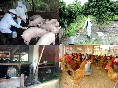 Tăng cường công tác phòng, chống dịch bệnh trên đàn vật nuôi trước, trong và sau Tết Nguyên đán Ất Tỵ