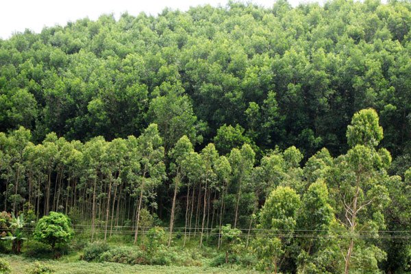 Quyết định về việc thu hồi 113,4 ha đất, trong đó diện tích có rừng là 18,16 ha tại xã Cư Pơng (nay là xã Ea Sin), huyện Krông Búk thuộc Dự án trồng rừng nguyên liệu của Doanh nghiệp tư nhân thương mại Dũng Hoài