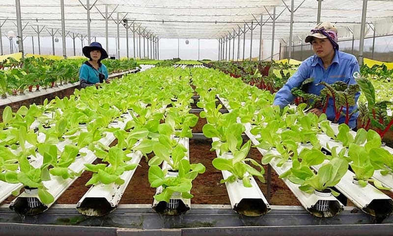 Triển khai Nghị định số 92/2024/NĐ-CP ngày 18/7/2024