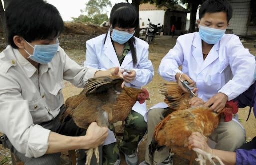 Tập trung triển khai đồng bộ, quyết liệt, có hiệu quả các giải pháp phòng, chống dịch bệnh gia súc, gia cầm