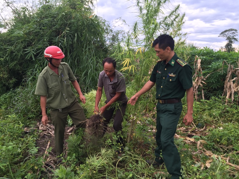 Đồn Biên phòng Ia Rvê- BĐBP Đắk Lắk phát hiện và tiêu hủy 200 cây cần sa
