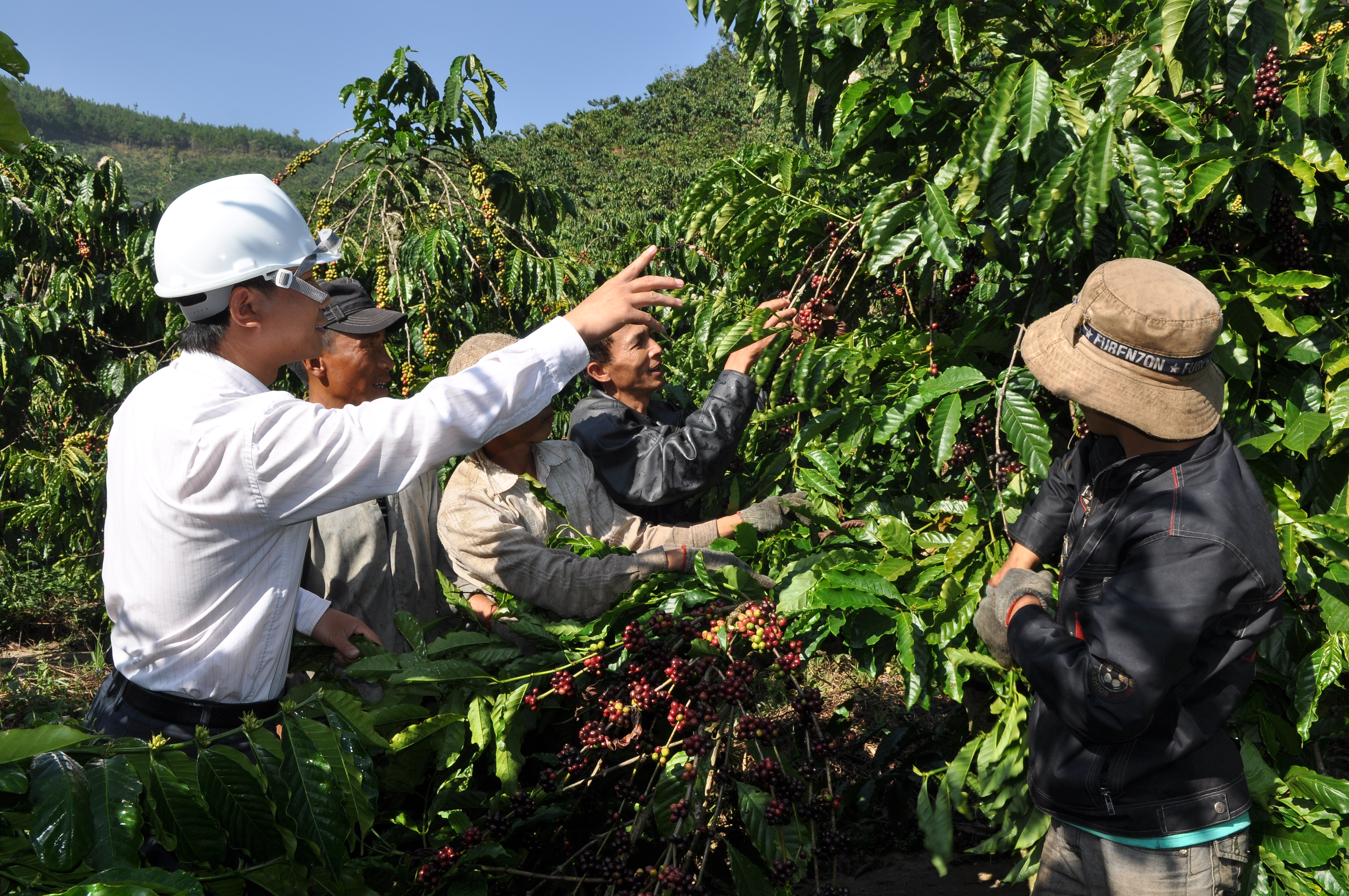 Quyết định thành lập Ban Chỉ đạo và Tổ thư ký giúp việc cho Ban Chỉ đạo tái canh cây cà phê trên địa bàn tỉnh Đắk Lắk giai đoạn 2016 - 2020