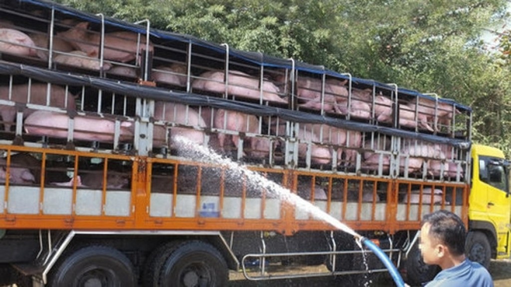 Thông tin về vấn đề xuất khẩu lợn sống sang Trung Quốc
