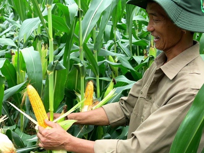Đề nghị cho phép khảo sát chi tiết, lập dự án trồng ngô công nghệ cao kết hợp quản lý bảo vệ rừng trên địa bàn.