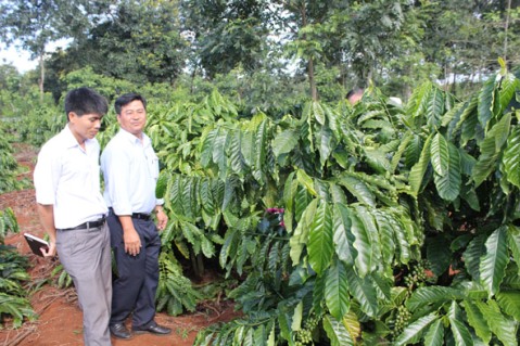 Phê duyệt phương pháp kiểm kê, đánh giá chất lượng vườn cây và suất đầu tư nông nghiệp của Công ty TNHH MTV Cà phê Ea Pốk.