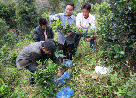Mở rộng mô hình Lâm – Nông kết hợp tại dự án của Doanh nghiệp tư nhân Phan Thuấn.