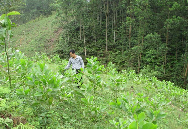 Khảo sát, đề xuất thực hiện Dự án của Doanh nghiệp tư nhân Phan Hồng và Doanh nghiệp tư nhân Phan Thuấn