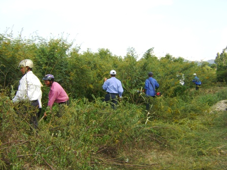 Triển khai thực hiện Đề án ngăn ngừa và kiểm soát cây Mai dương xâm hại trên địa bàn tỉnh Đắk Lắk giai đoạn 2017-2020.