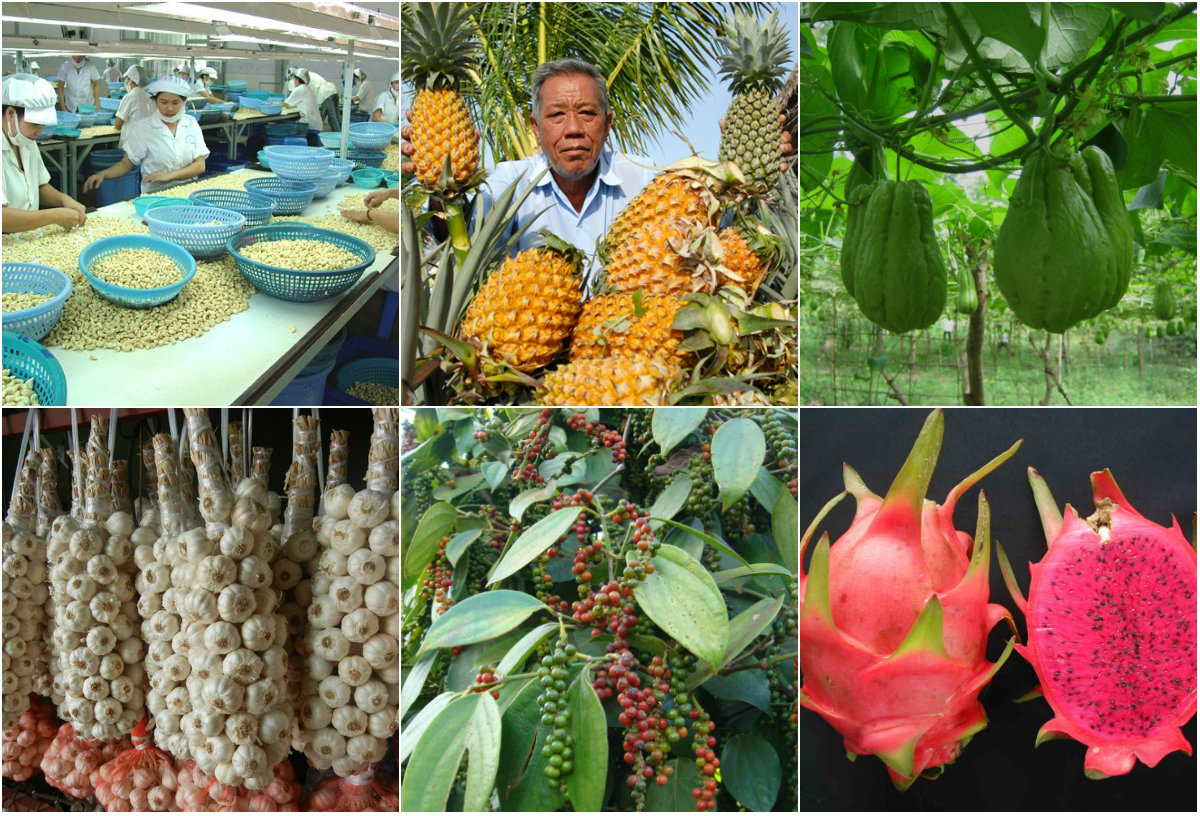 Tham gia Chương trình “Tôn vinh sản phẩm nông nghiệp tiêu biểu năm 2016”.