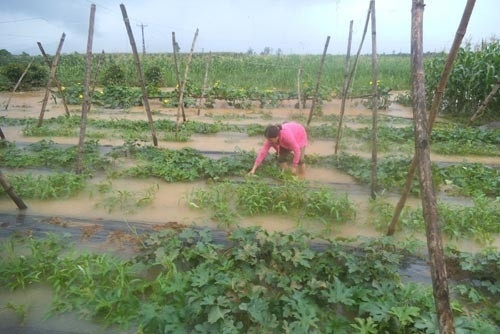 Kinh phí hỗ trợ giống khôi phục sản xuất do mưa lũ gây ra.