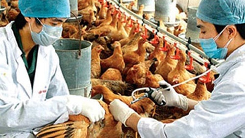 Triển khai Công văn số 4214/BNN-TY ngày 23/5/2017 của Bộ NN&PTNT.