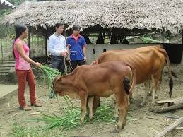 Triển khai Quyết định số 945/QĐ-LĐTBXH ngày 22/6/2017 của Bộ Lao động- Thương binh và Xã hội
