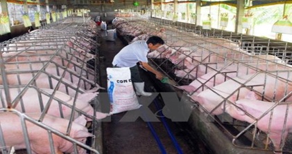 Triển khai Quyết định số 923/QĐ- TTg ngày 28/6/2017 của Thủ tướng Chính phủ