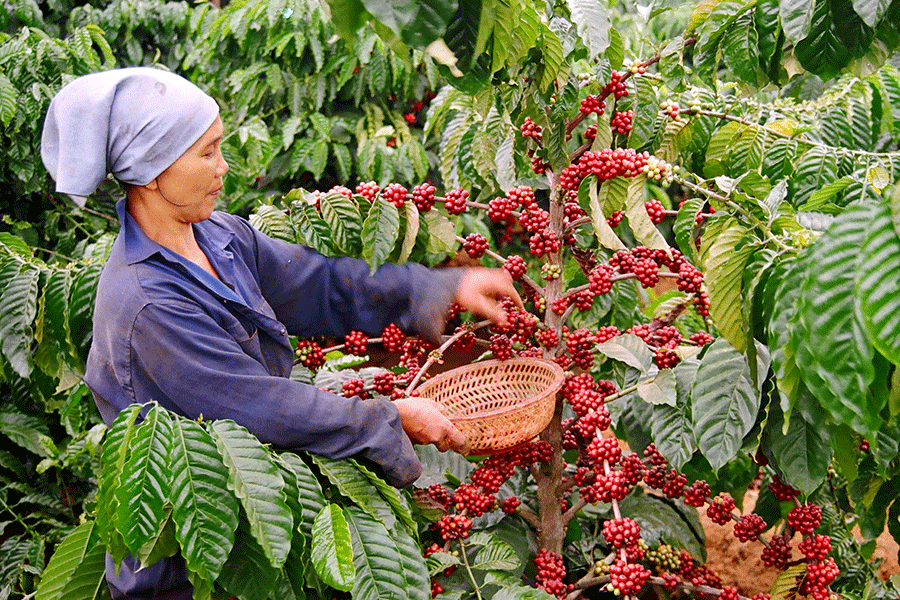 Ban hành Kế hoạch triển khai thực hiện Đề án phát triển cà phê bền vững của tỉnh Đắk Lắk đến năm 2020 và định hướng đến năm 2030
