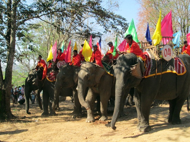 All now left only 44 individuals of domesticated elephants in Dak Lak