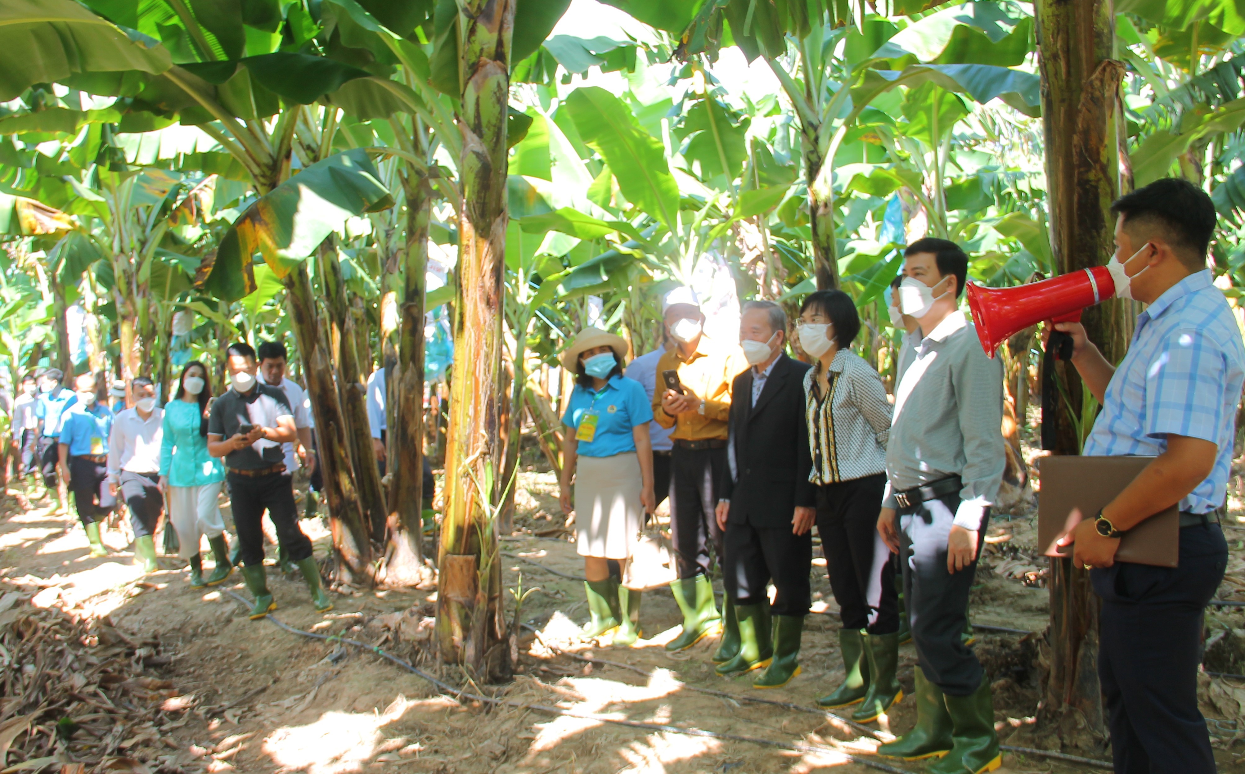 Visit and experience the clean banana farm for export in Vu Bon Commune, Krong Pac District
