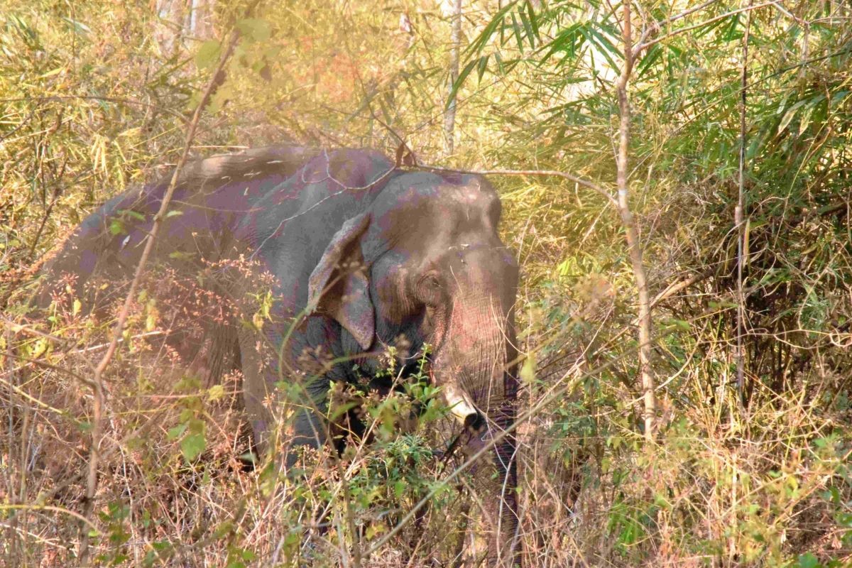 2 more elephants participate in the friendly tourism model without elephant riding