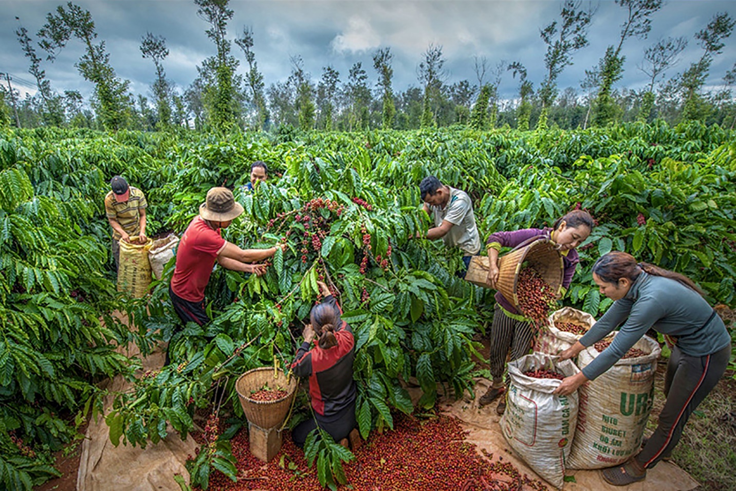 Description: Description: A group of people picking coffee beans in a plantationDescription automatically generated