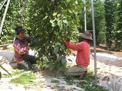 Nông dân Cư Kuin thu hoạch tiêu 