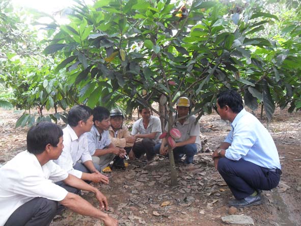 Cây ca cao đang ra hoa và bói quả tại mô hình  của gia đình ông Nguyễn Văn Thìn.