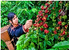 Mở kho ký gửi cà phê: DN và nông dân cùng thắng 