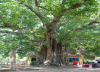 Cây Bồ đề ở xã Krông Na, huyện Buôn Đôn được vinh danh là Cây Di sản Việt Nam 