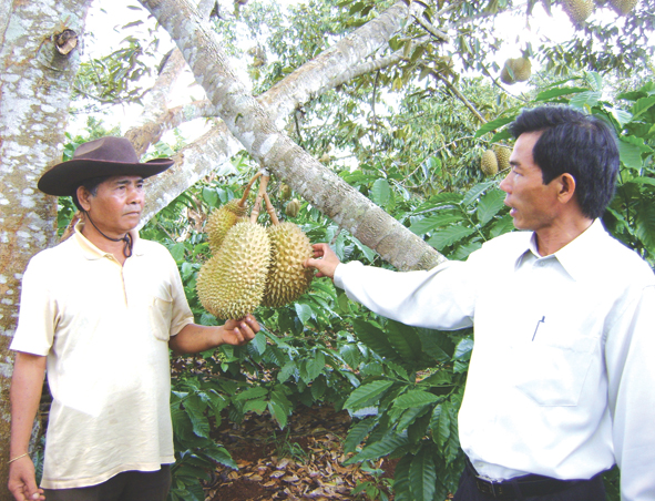 Vườn cây trồng xen của gia đình ông Y Hrah Êban (buôn Ko Tam).