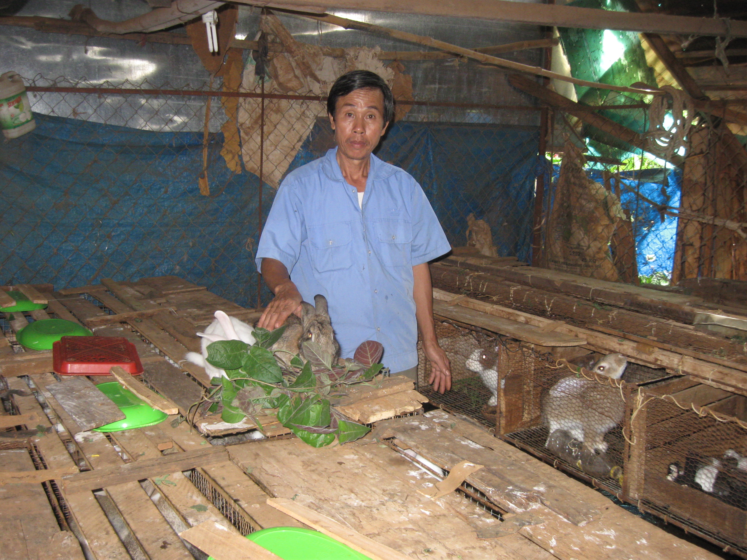 Ông  Ngô  Văn Ngọc đang  cho  thỏ ăn. 