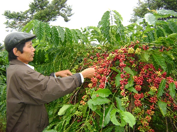 Tái cơ cấu sản xuất nông nghiệp: tập trung phát huy thế mạnh các cây, con chủ lực