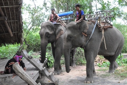 Lễ cúng sức khỏe cho voi của đồng bào Tây Nguyên