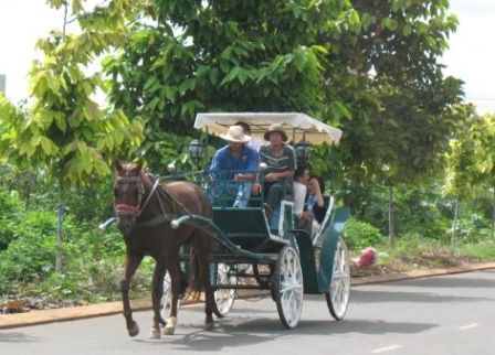 Xe ngựa du lịch ở Buôn Ma Thuột