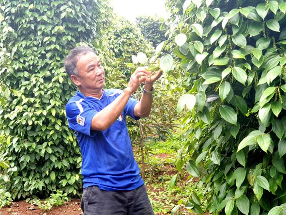 Nông dân huyện Ea H’Leo phấn khởi thu hoạch hồ tiêu
