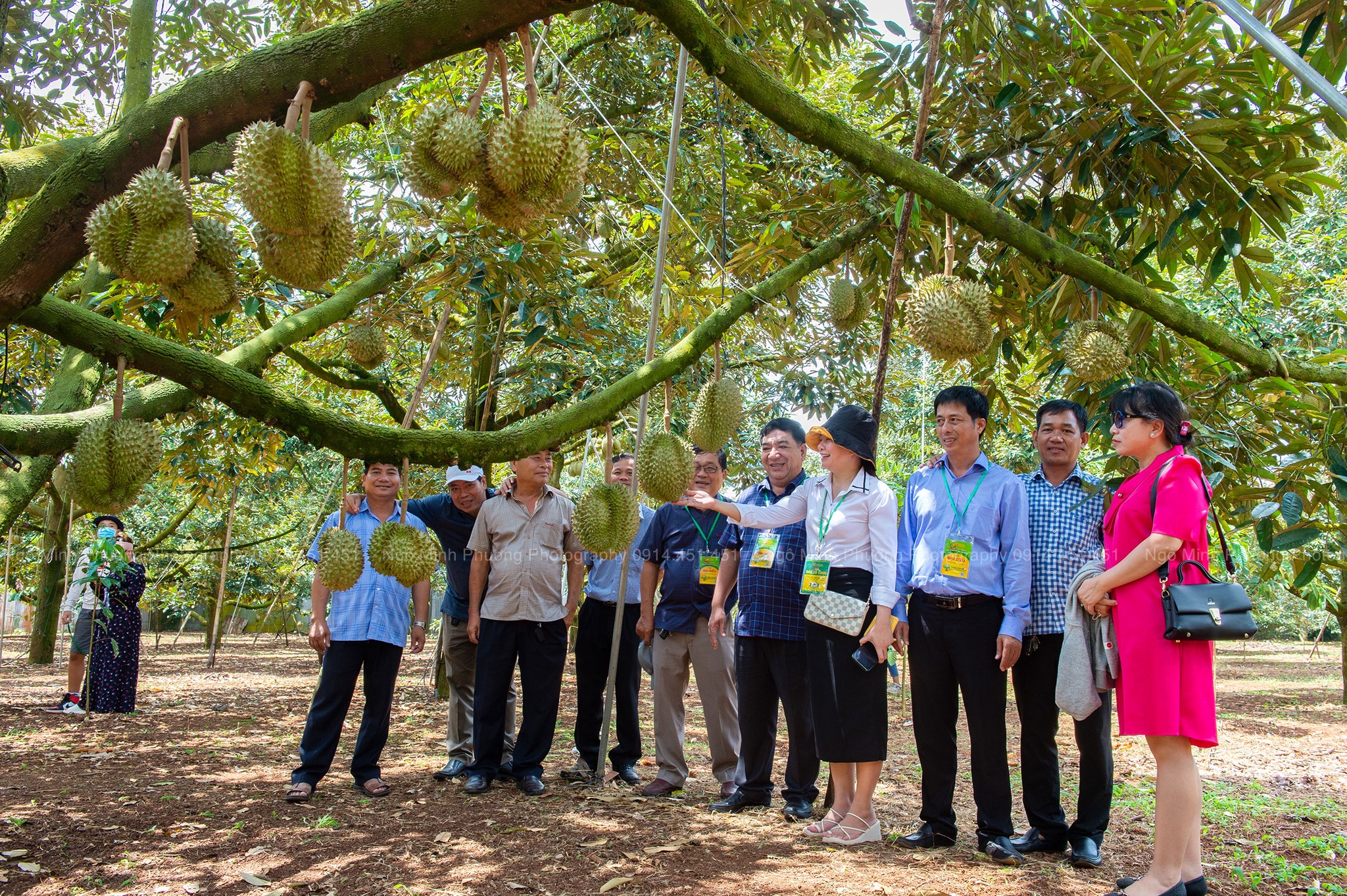Cho phép thành lập Hiệp hội sầu riêng Đắk Lắk