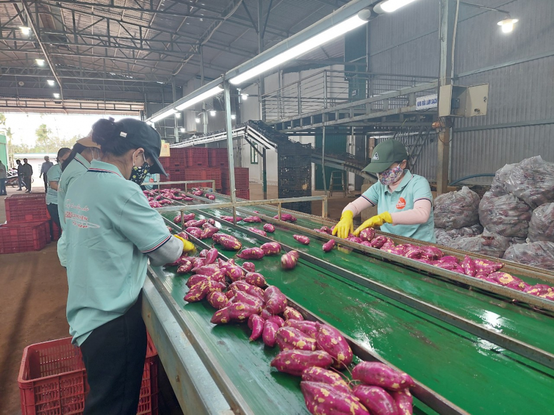 Thiết lập 05 vùng trồng khoai lang chuẩn bị xuất khẩu