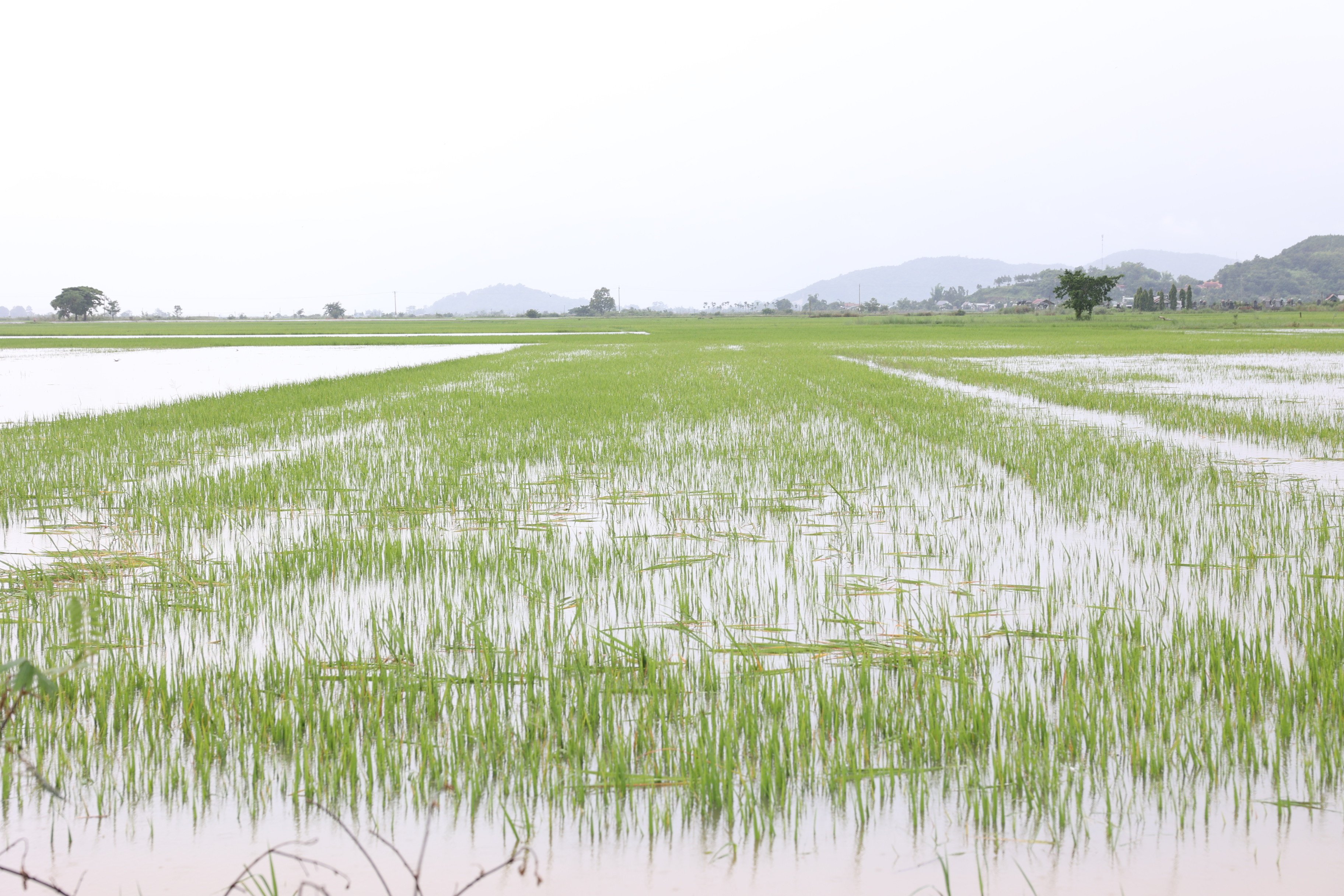 Mưa lớn gây ngập lụt hơn 2.400 ha cây trồng