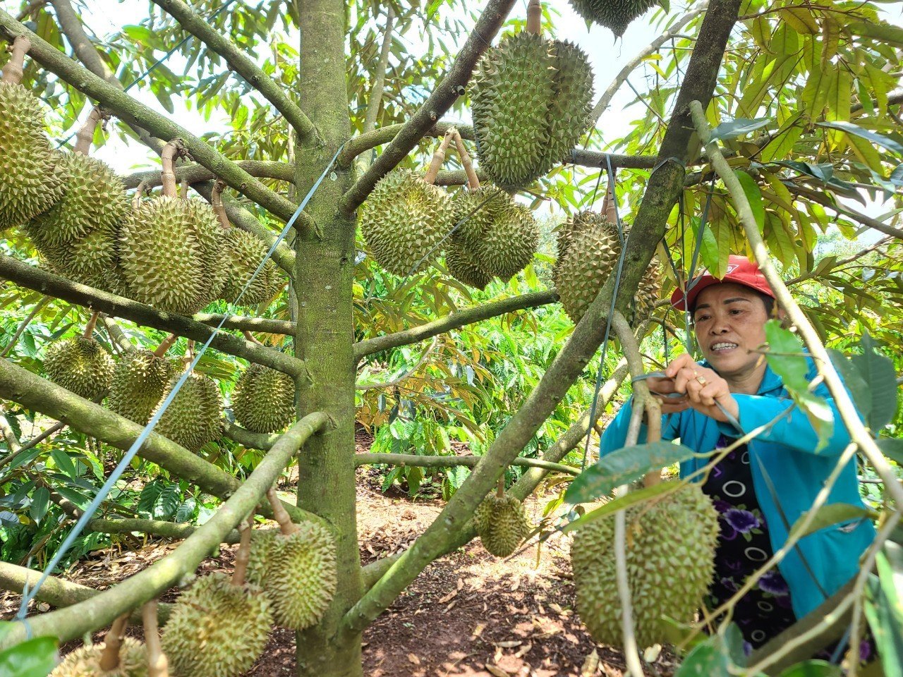 Đắk Lắk đề nghị hỗ trợ, kiểm dịch thực vật tại chỗ cho trái sầu riêng