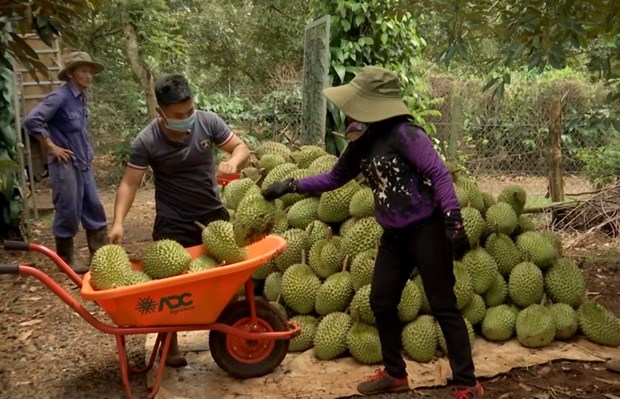 Tăng cường quản lý thu thuế đối với hoạt động mua bán sầu riêng
