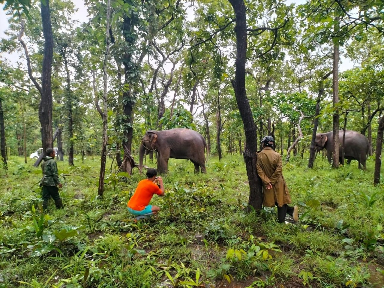 Đắk Lắk khảo sát, xây dựng phương án thí điểm chăn thả voi nhà