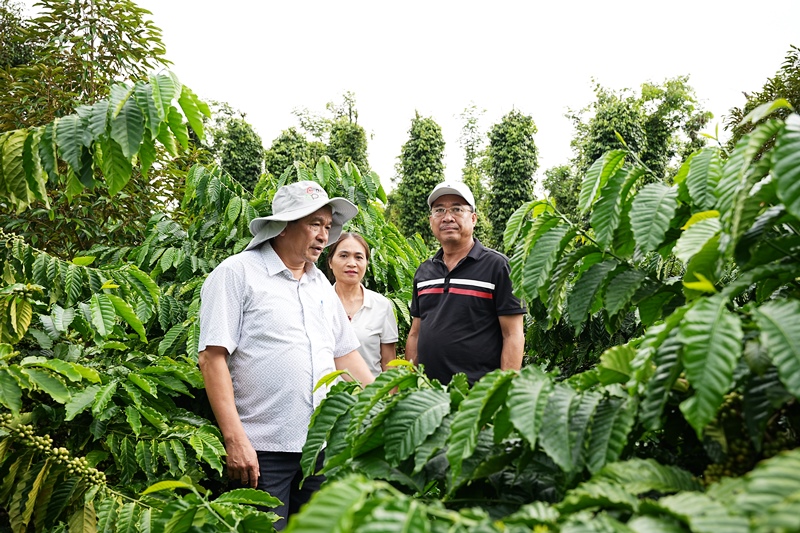7 huyện, thị xã, thành phố thí điểm triển khai các giải pháp thích ứng với Quy định không gây mất rừng của EU