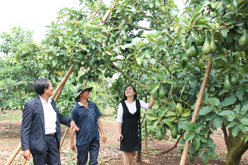 Tổng kết dự án xây dựng mô hình sản xuất cây ăn quả theo VietGAP  tại một số tỉnh Tây Nguyên