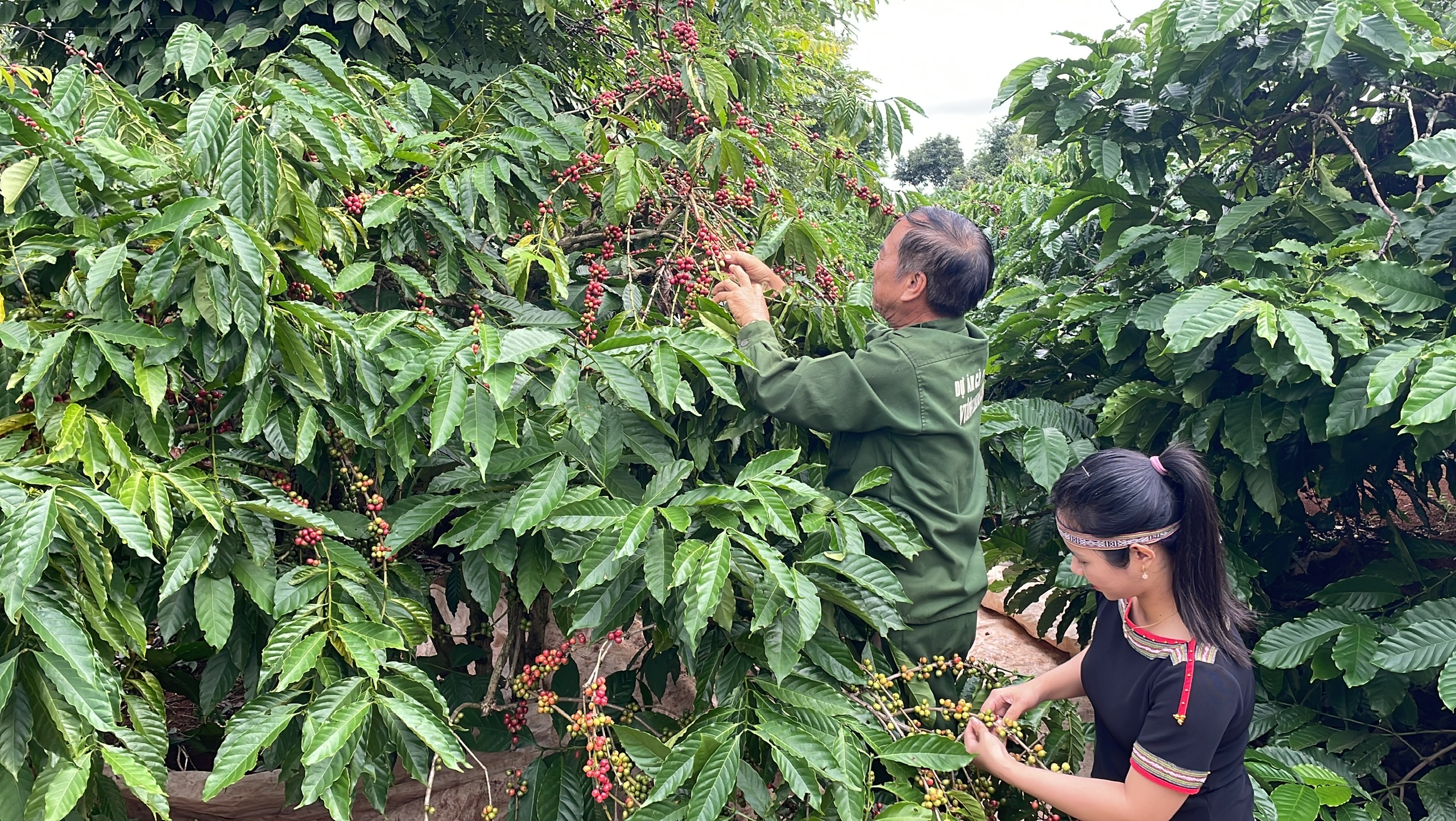Lễ hội cà phê Buôn Ma Thuột lần thứ 9: Triển khai chiến lược tuyên truyền đa kênh