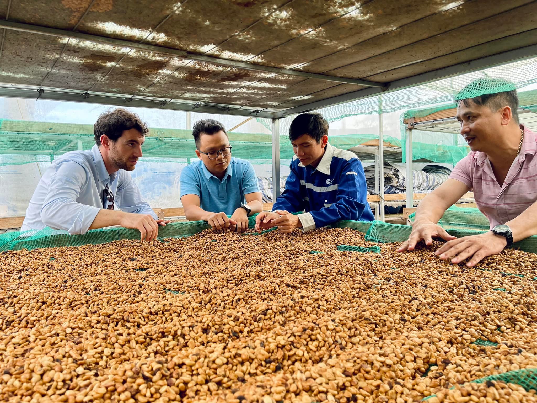 Quy chế quản lý chỉ dẫn địa lý “Buôn Ma Thuột” cho cà phê Robusta có hiệu lực từ ngày 03/1/2025.