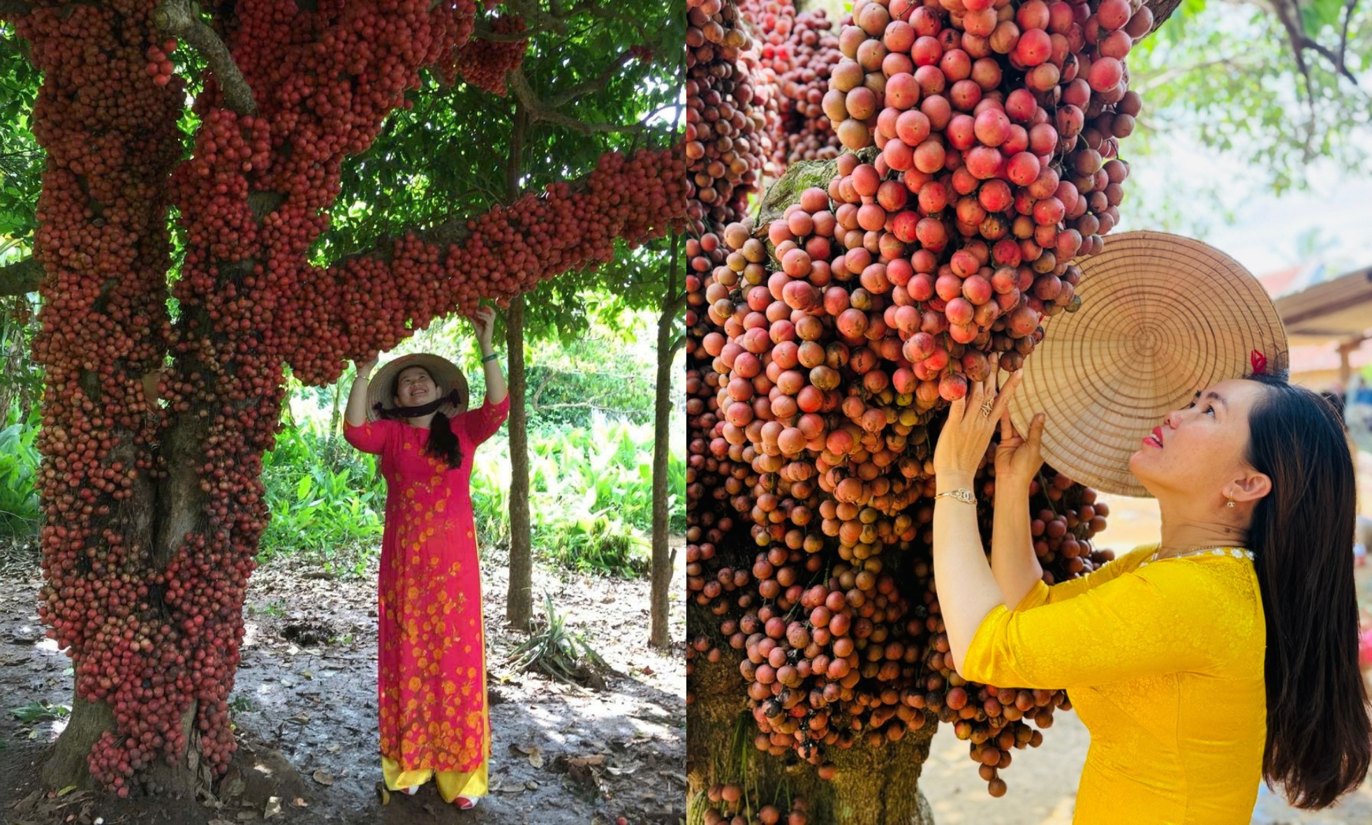 Rực rỡ mùa trái đỏ chín trên cao nguyên Vân Hòa