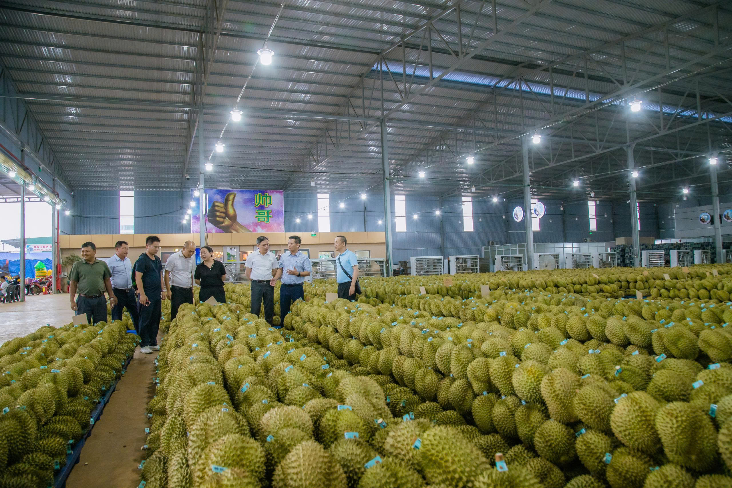 Đắk Lắk triển khai nhiều giải pháp thúc đẩy xuất khẩu sầu riêng