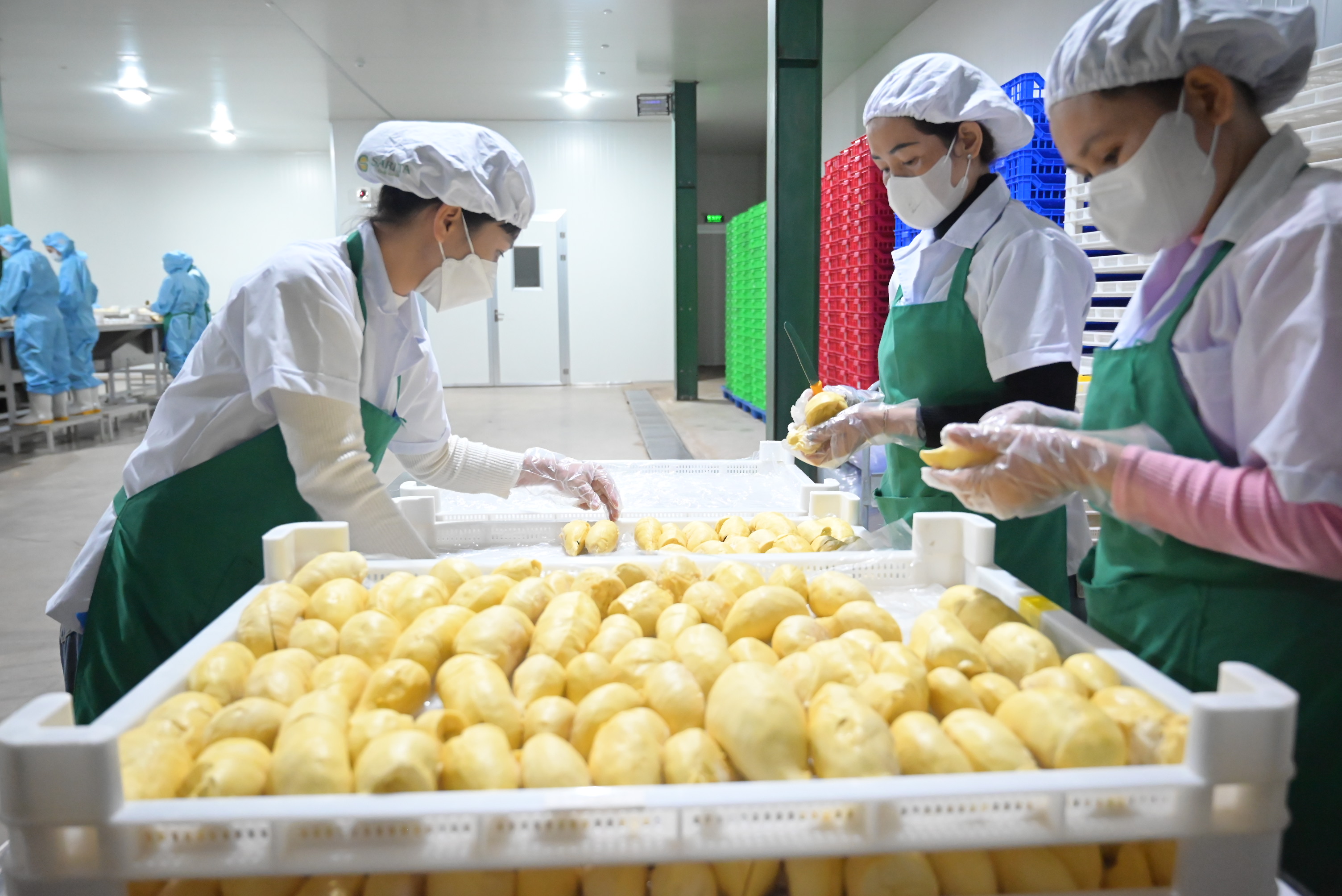 Gặp gỡ, giao thương và kết nối chuỗi cung ứng sầu riêng Việt Nam - Trung Quốc