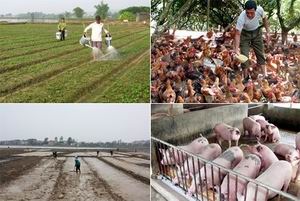 Nghiên cứu mở rộng đối tượng bảo hiểm nông nghiệp